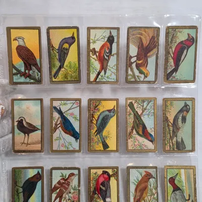 Sale Photo Thumbnail #2: Collection of fifteen vintage bird trading cards, featuring colorful illustrations of various species, housed in a protective plastic sleeve.