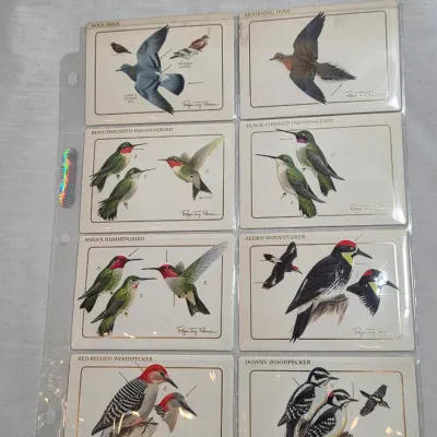 Sale Photo Thumbnail #4: Set of eight vintage Roger Tory Peterson bird illustration collector cards, housed in a plastic protective sleeve, featuring detailed drawings of various North American bird species.