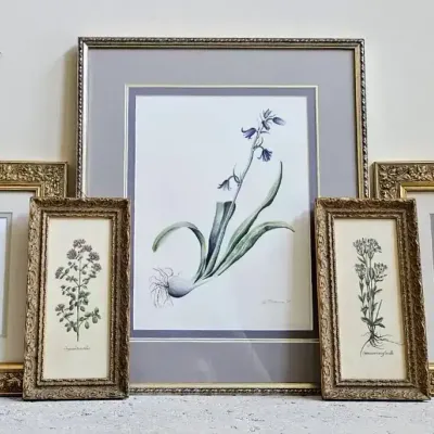 Mev Rozsman Original & Limited Edition Botanical Prints