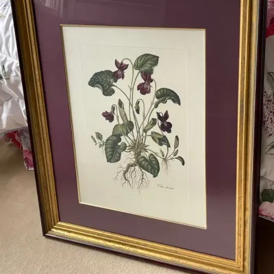 Framed Viola Botanical Print