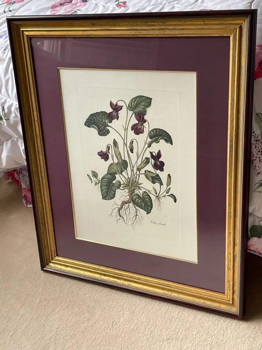 Framed Viola Botanical Print