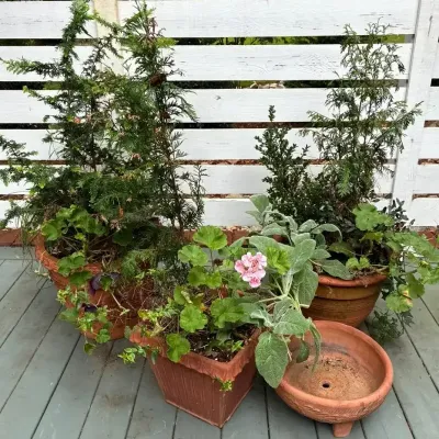 Terra-Cotta Planters With Geraniums, Lamb’s Ear & Evergreens