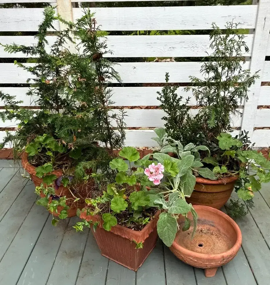 Terra-Cotta Planters With Geraniums, Lamb’s Ear & Evergreens