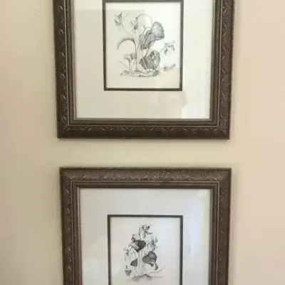 Pair of Mev Rozsman Signed Original Botanical Drawings