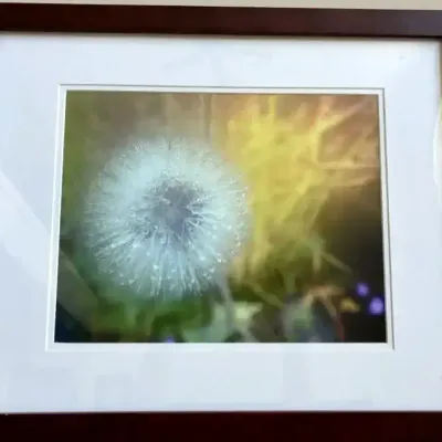 Lisa Wheeler “Dandelion Dew” Fine Art Photography