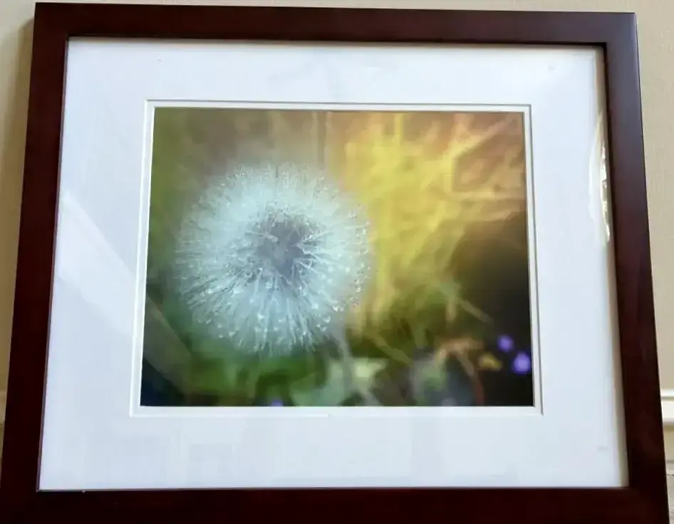 Lisa Wheeler “Dandelion Dew” Fine Art Photography