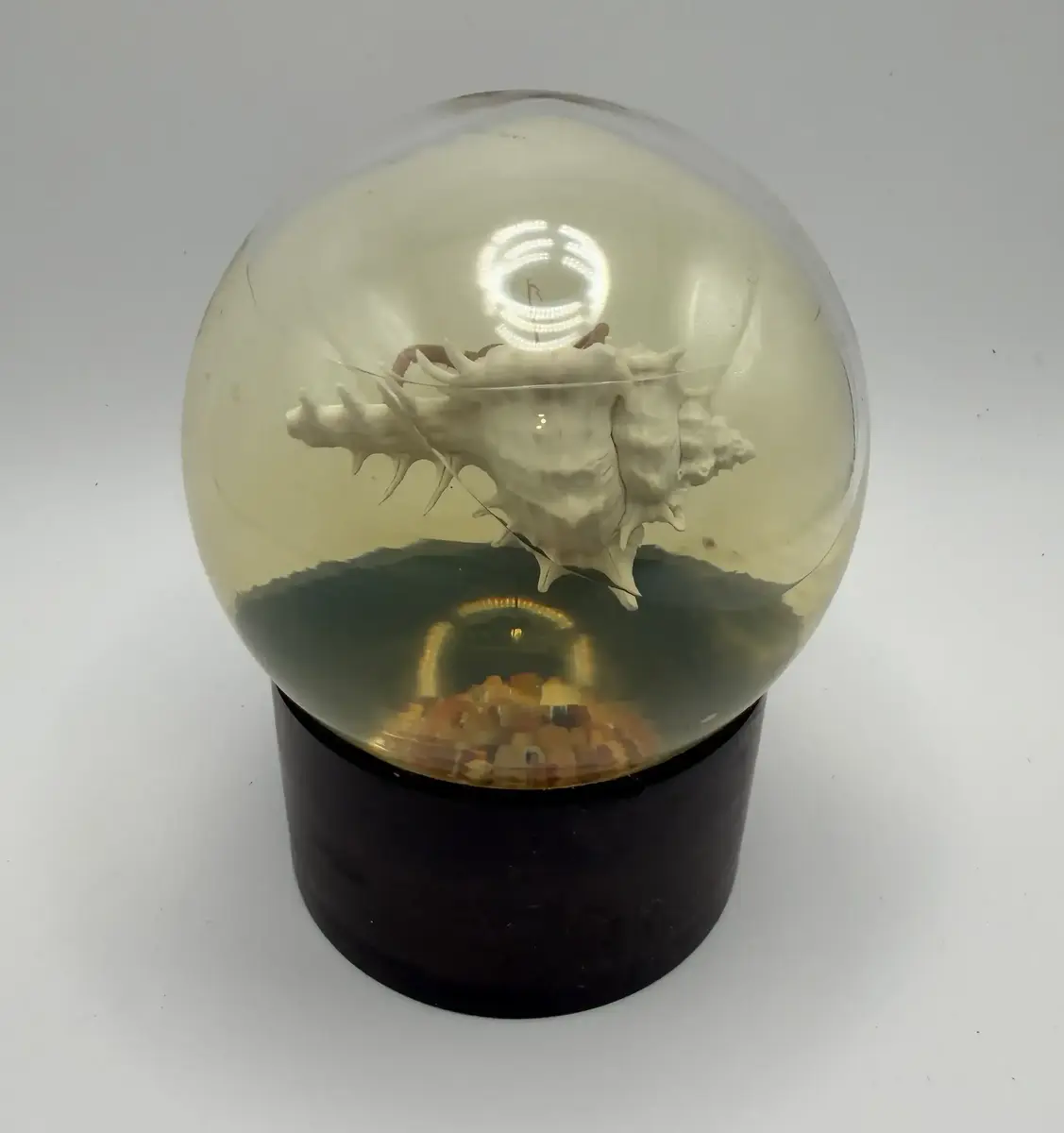 Vintage Nature Gems Educational Embedments Hermit Crab Paperweight