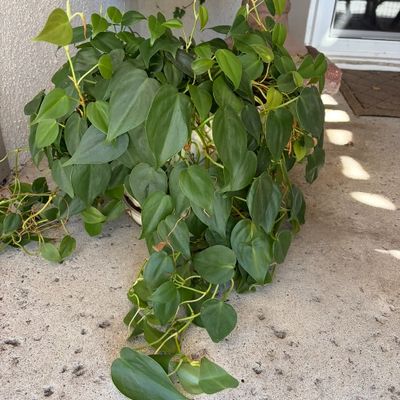 Sale Photo Thumbnail #13: Lush heartleaf philodendron houseplant with trailing vines, sitting on a concrete patio.