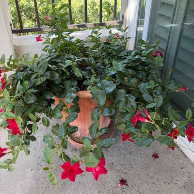 Sale Photo Thumbnail #26: Large potted mandevilla plant with vibrant red blooms, housed in a terracotta planter on a matching saucer.