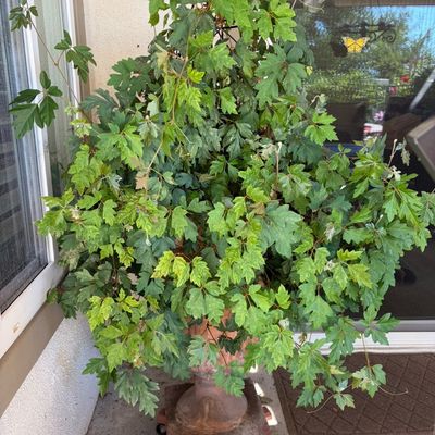Sale Photo Thumbnail #14: Large, leafy green potted plant in a terracotta urn, displayed on a rolling plant stand.