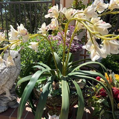 Sale Photo Thumbnail #18: Artificial white orchid arrangement in an ornate decorative planter, displayed outdoors alongside a stone owl statue.