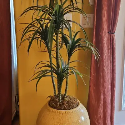 Tall Dracaena Faux Plant In Large Yellow Crackle-Glazed Ceramic Pot