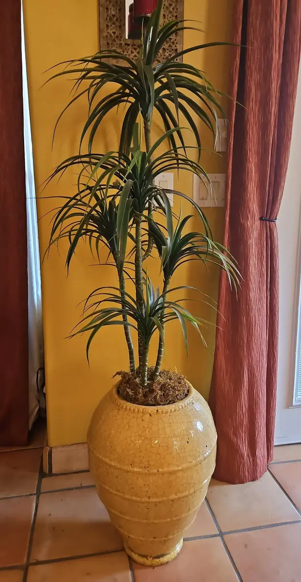 Tall Dracaena Faux Plant In Large Yellow Crackle-Glazed Ceramic Pot