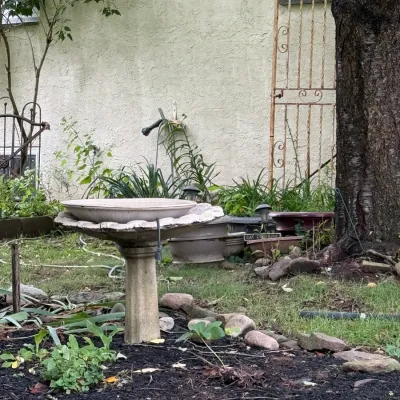 Weathered concrete birdbath with a fluted pedestal base, situated in a garden bed.