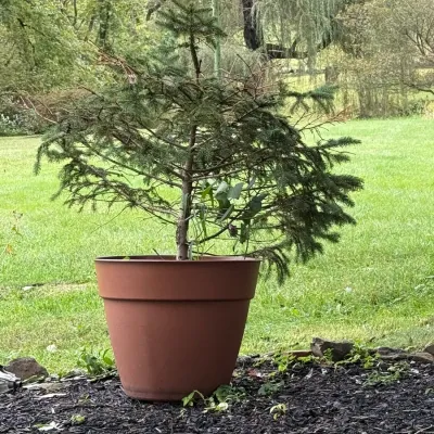 Small potted evergreen tree in a large terracotta-colored plastic planter, situated outdoors on a mulched bed.