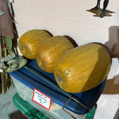 Three large yellow-orange pumpkins resting on a blue plastic storage bin lid, alongside a metal rod and a hand-written sign.