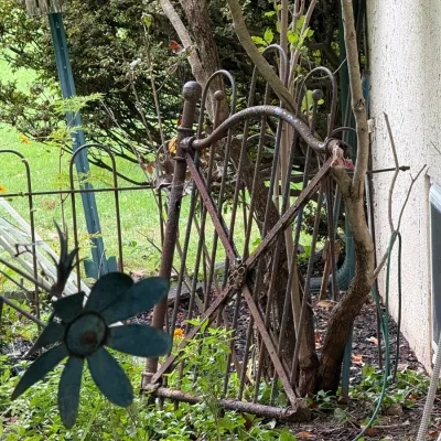 Vintage rusted wrought iron garden gate or trellis piece, featuring an arched top and decorative central medallion.