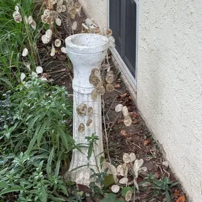 Weathered concrete garden pedestal with a fluted column design, situated in a garden bed.