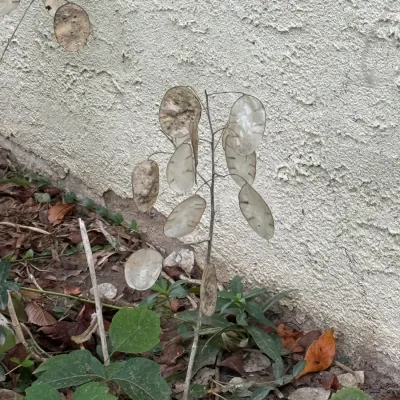 Dried honesty plant (Lunaria annua) seed pods growing in a garden bed against a textured stucco wall.