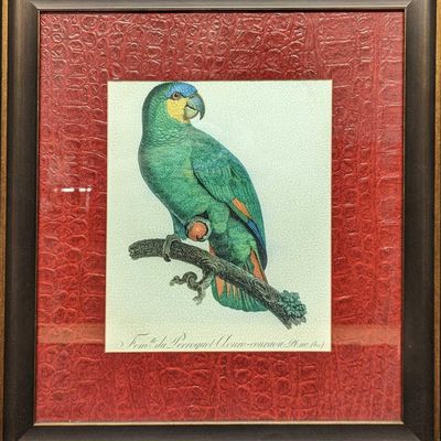 Orange Winged Parrot Framed Fine Art Print