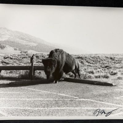 Buffalo Parking Silver Gelatin Print Yellowstone