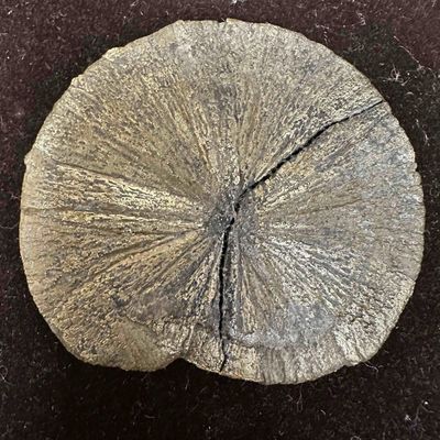 Pyrite Sun Large Shiny Miner’s Sand Dollar Crystal Fools Gold Repaired Broken
