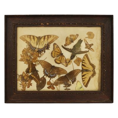 Victorian Taxidermy Butterfly Hummingbird Display