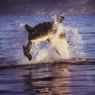 Dr. Neil Hammerschlag Chromogenic Print Great White Shark Breaching