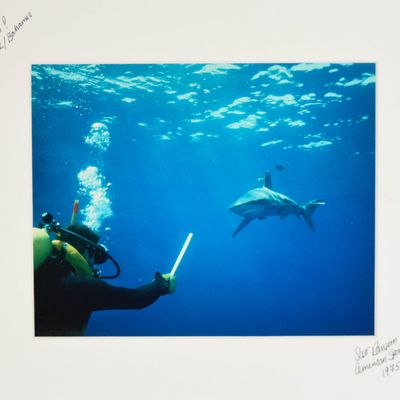 Scott Ransom Chromogenic Print Peter Benchley Diving with Shark
