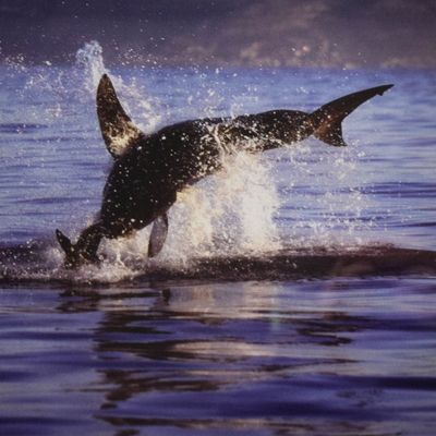Dr. Neil Hammerschlag Chromogenic Print Great White Shark Breaching