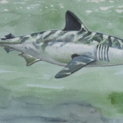 Richard Ellis Watercolor on Paper Shark in Profile
