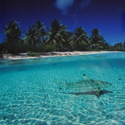 David Doubilet Cibachrome Print Blacktip Reef Shark Split Shot