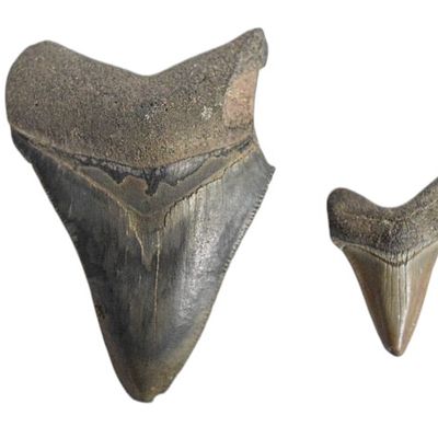 Fossilized Shark Teeth Including Otodus Megalodon