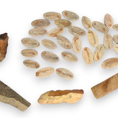 33 Fossil Specimens and Chert Lithic Artifacts