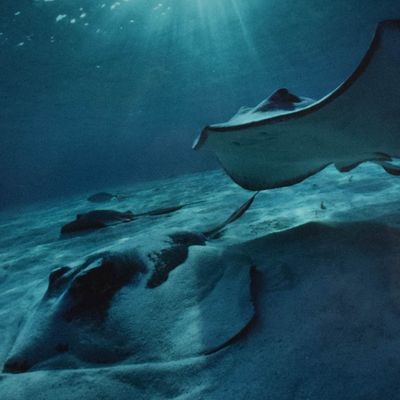 David Doubilet Cibachrome Print Stingrays Underwater