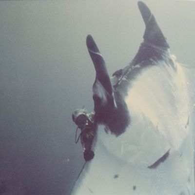 Peter Benchley Diving with Manta Ray, Chromogenic Print