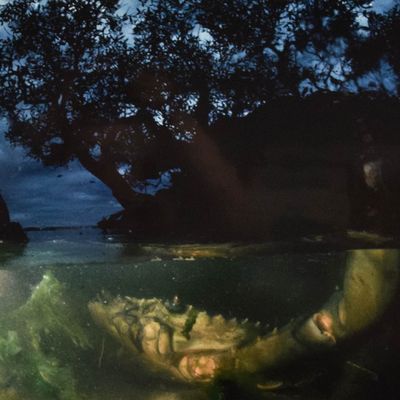 David Doubilet Cibachrome Print Crab in Mangroves