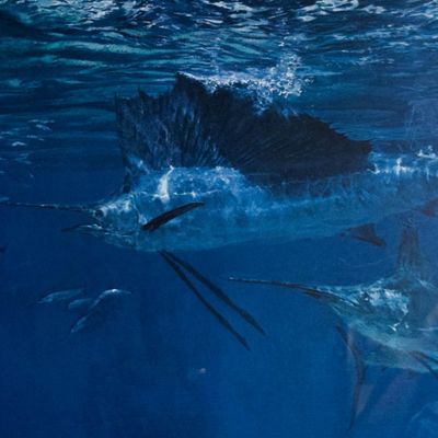 Stanley Meltzoff Offset Lithograph Sailfish Hunting Baitfish