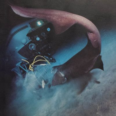 Shark and Research Submersible, Chromogenic Print