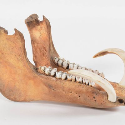 Male Wild Boar Mandible with Tusks