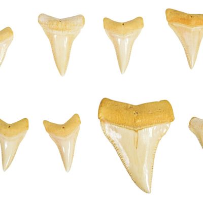 Collection of Great White Shark Teeth from the Personal Collection of Peter Benchley