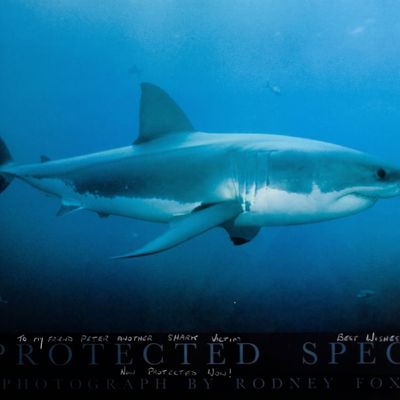 Rodney Fox Color Lithograph Great White Shark Unprotected Species Inscribed to Benchley