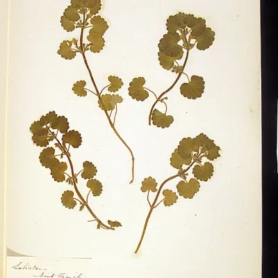 1850s herbarium