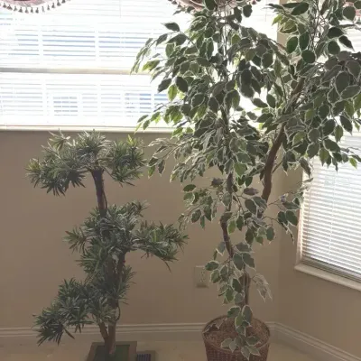 Artificial Ficus Tree And Bonsai Tree (2)