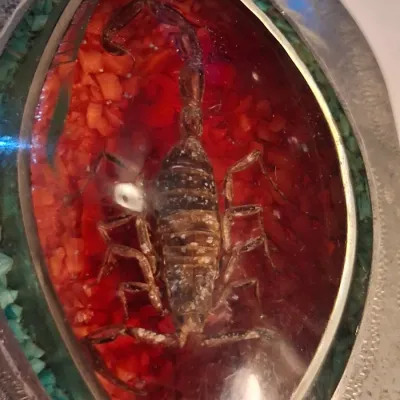 ENCASED SCORPIAN BELT BUCKLE BY WESTERN FLARE COLO SPRGS, CO