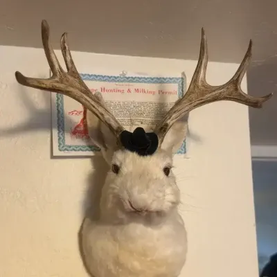 Jackalope