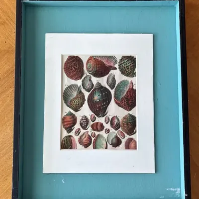 Large Shell & Bird Paintings