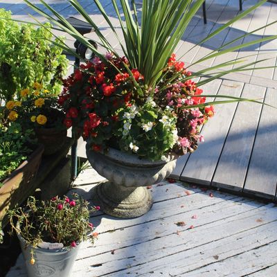 Cast concrete urn planter filled with mixed flowers and spike plant, resting on a wooden deck alongside other potted plants.