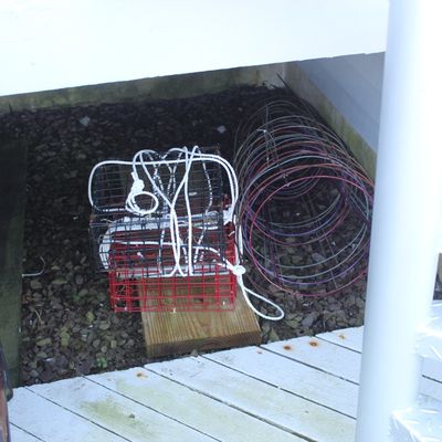 Collection of outdoor fishing gear, including wire lobster or crab traps with attached rope and cylindrical wire hoops, stored under a deck.