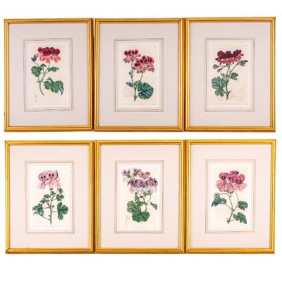 19th C Hand-Tinted Botanical Engravings E.D. Smith